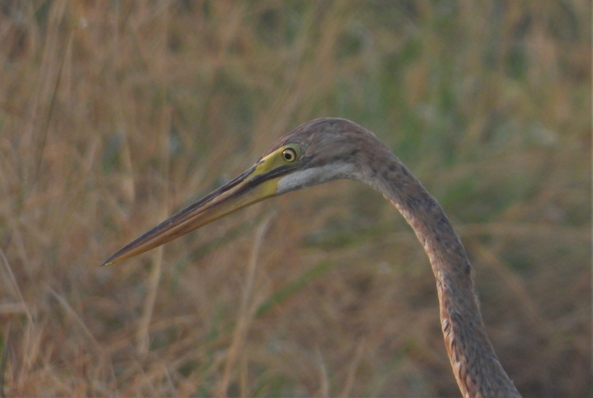 Purple Heron - ML185672171