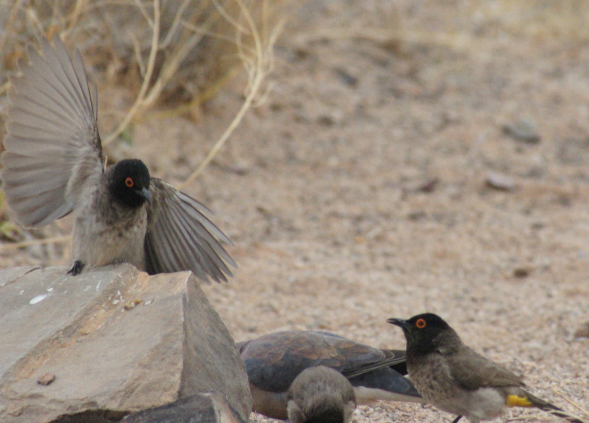 Black-fronted Bulbul - ML185672951