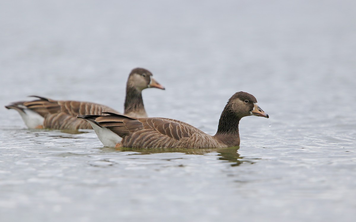 Graylag x Canada Goose (hybrid) - Christoph Moning