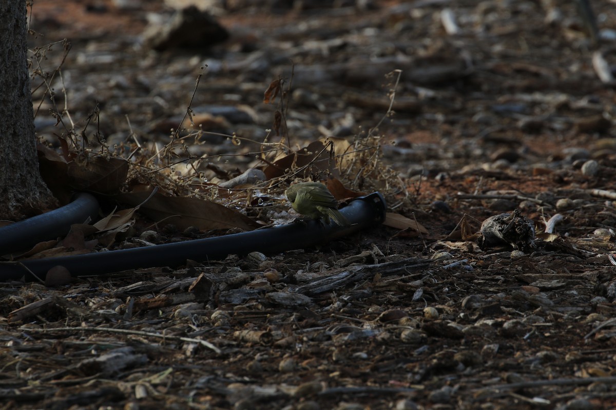 Yellow-tinted Honeyeater - ML185674801