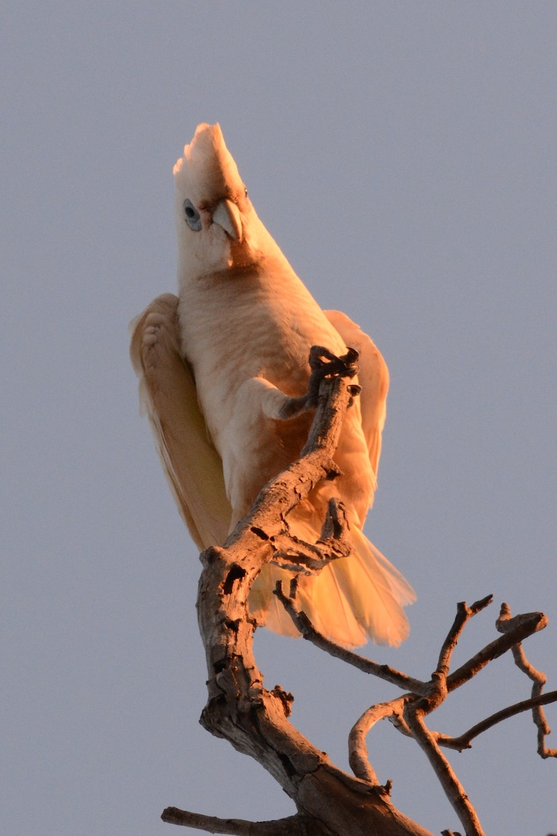 Long-billed Corella - ML185676891