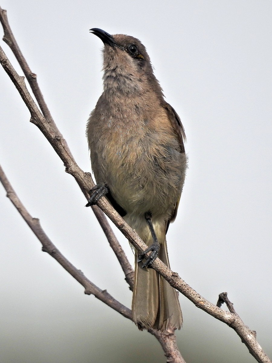 Brown Honeyeater - ML185677661
