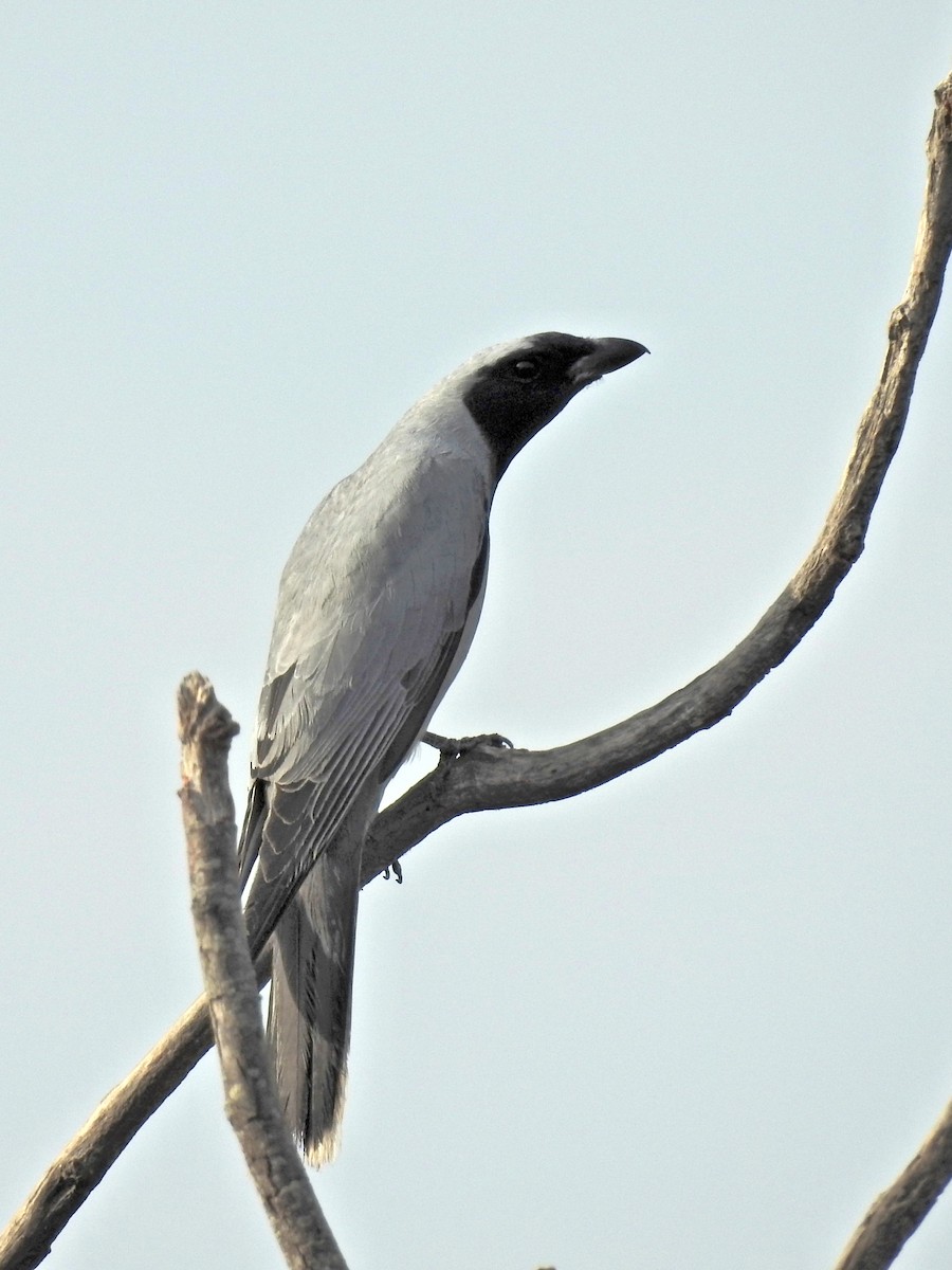 Black-faced Cuckooshrike - ML185677681