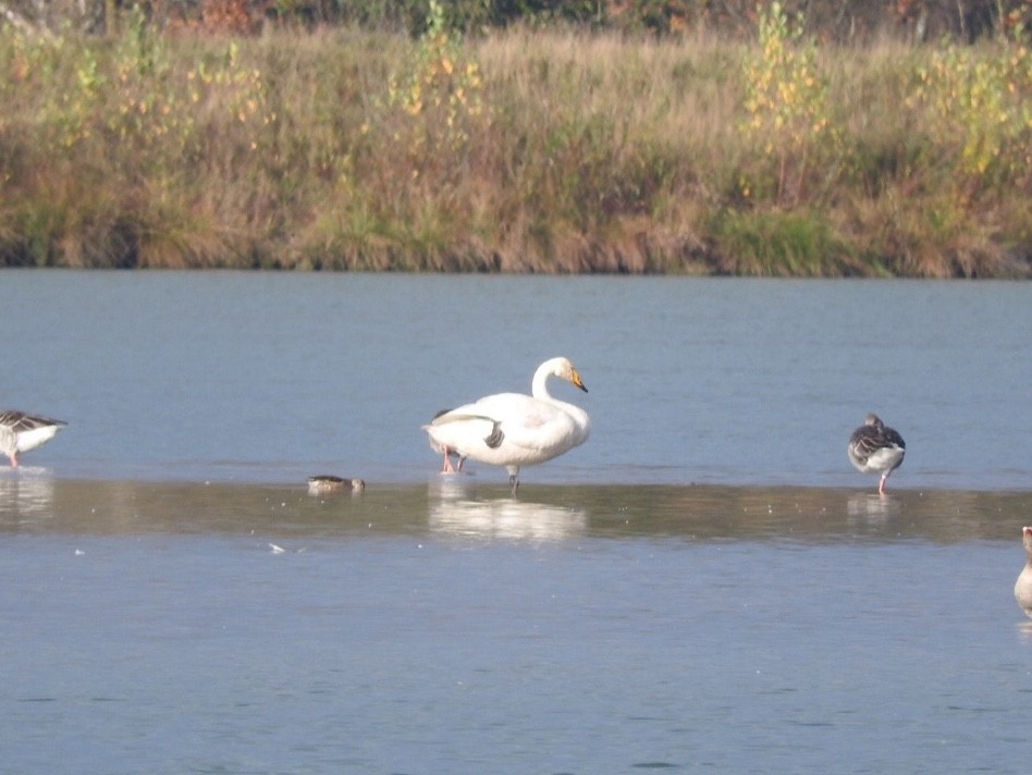 Singschwan - ML185678381