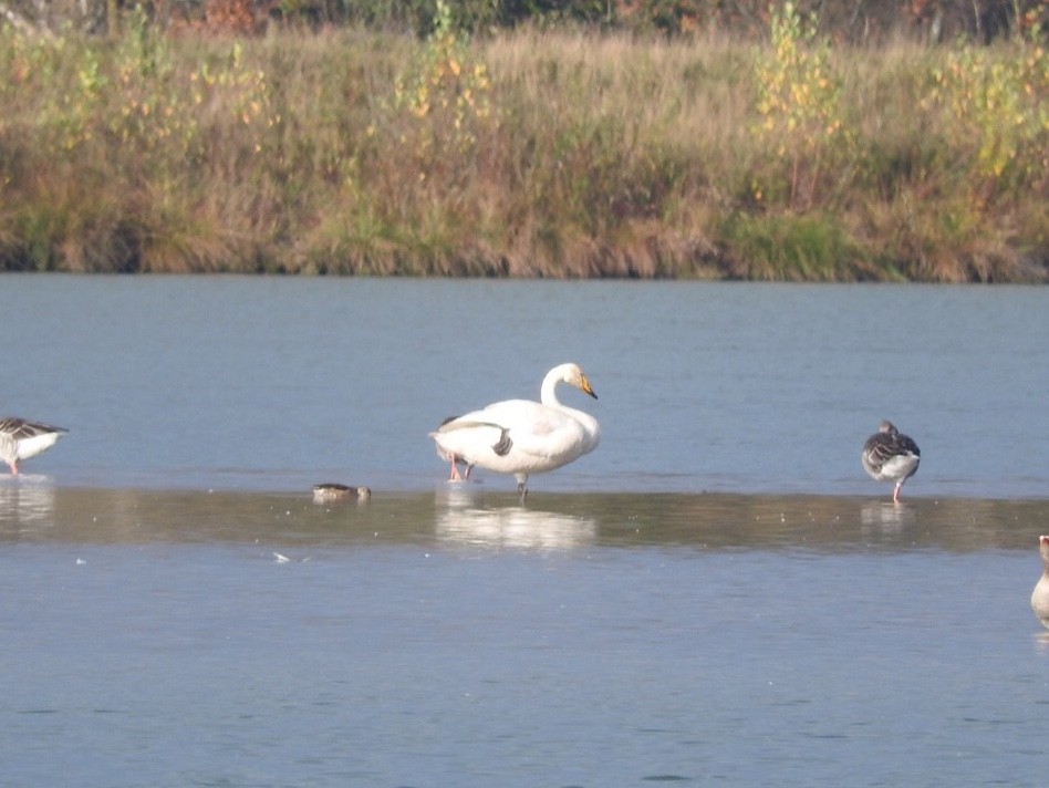 Whooper Swan - ML185678381