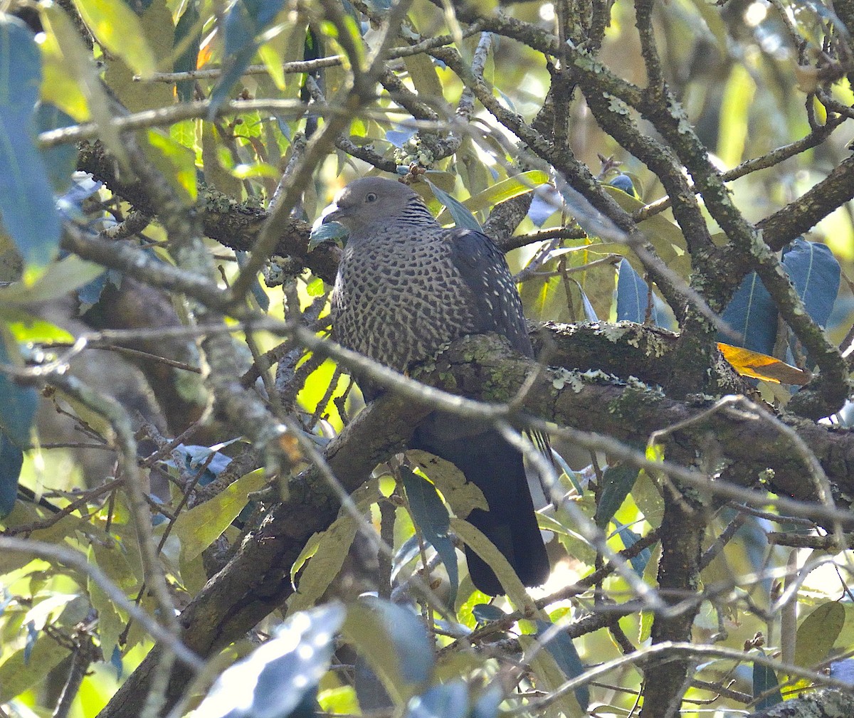 Speckled Wood-Pigeon - ML185678561
