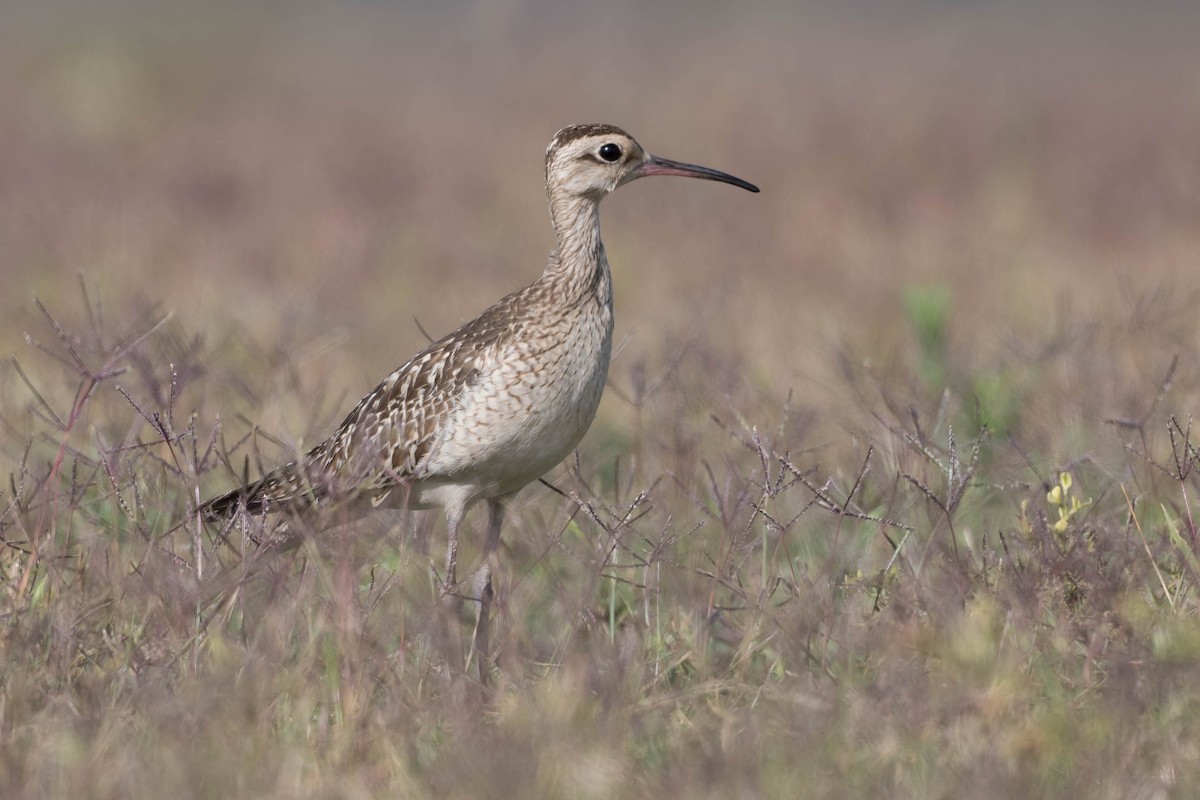 Little Curlew - ML185678821