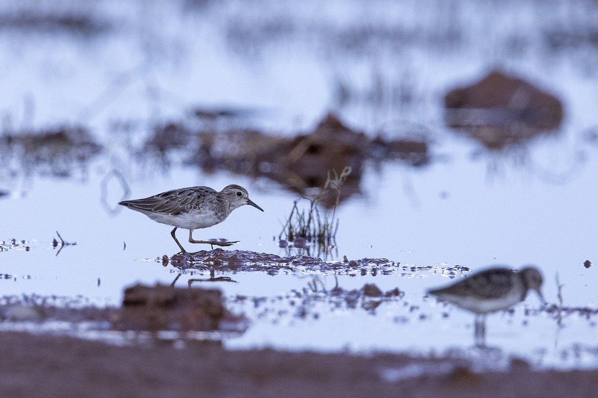 Long-toed Stint - Laurie Ross | Tracks Birding & Photography Tours