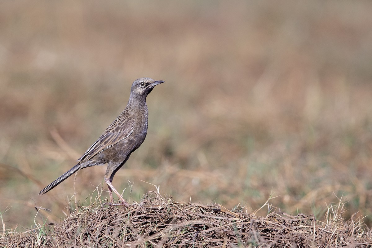 Brown Songlark - Laurie Ross | Tracks Birding & Photography Tours
