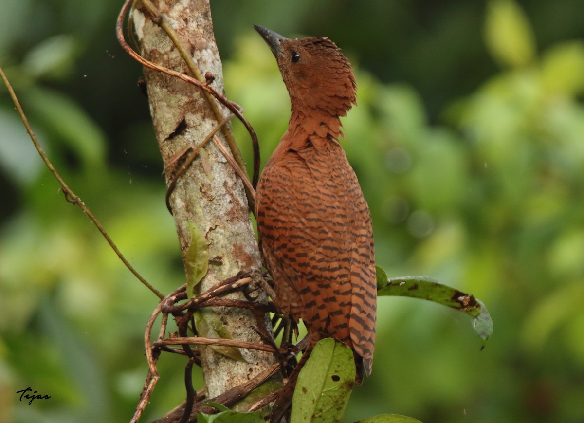 Rufous Woodpecker - tejas k rao