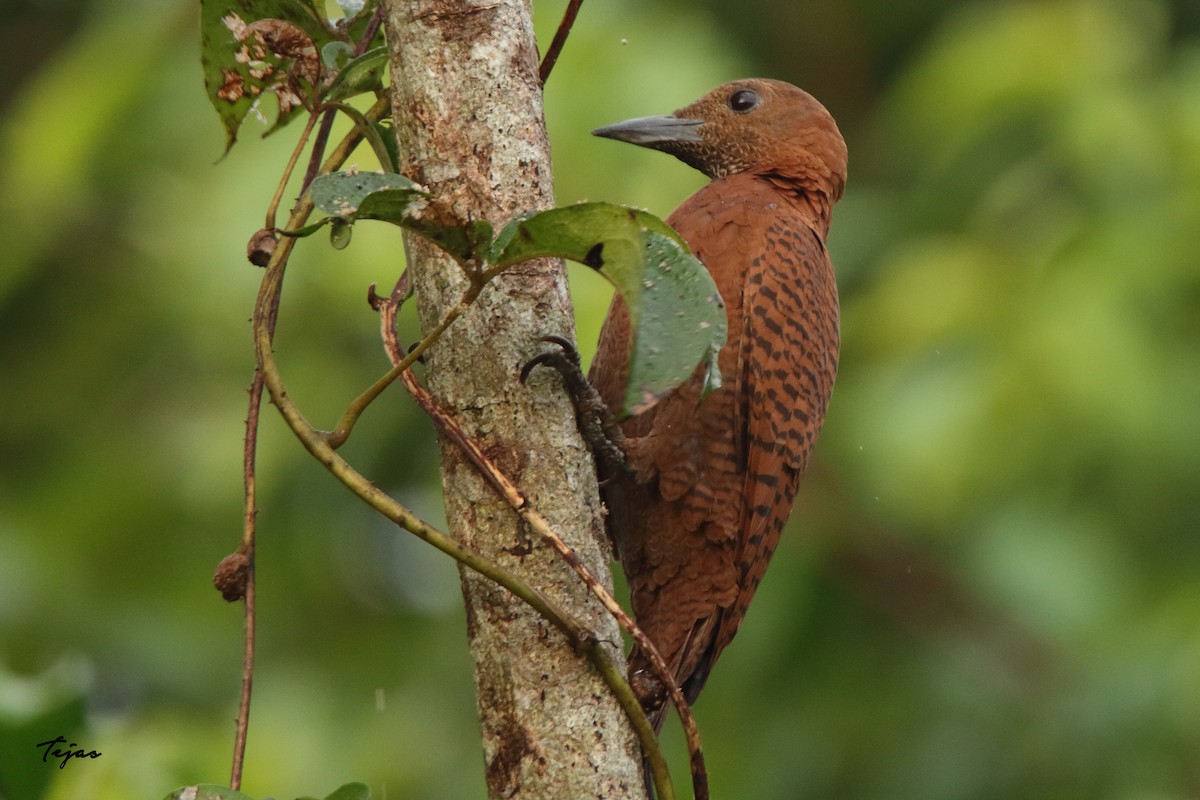 Rufous Woodpecker - tejas k rao