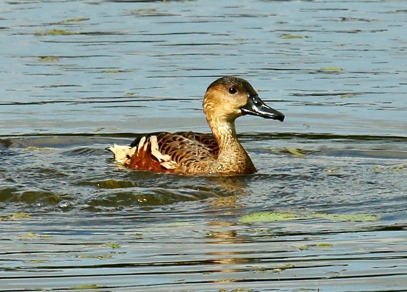 Wandering Whistling-Duck - ML185680571