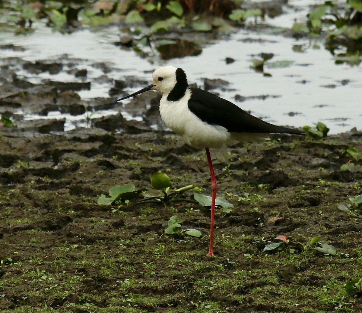 Pied Stilt - ML185680711