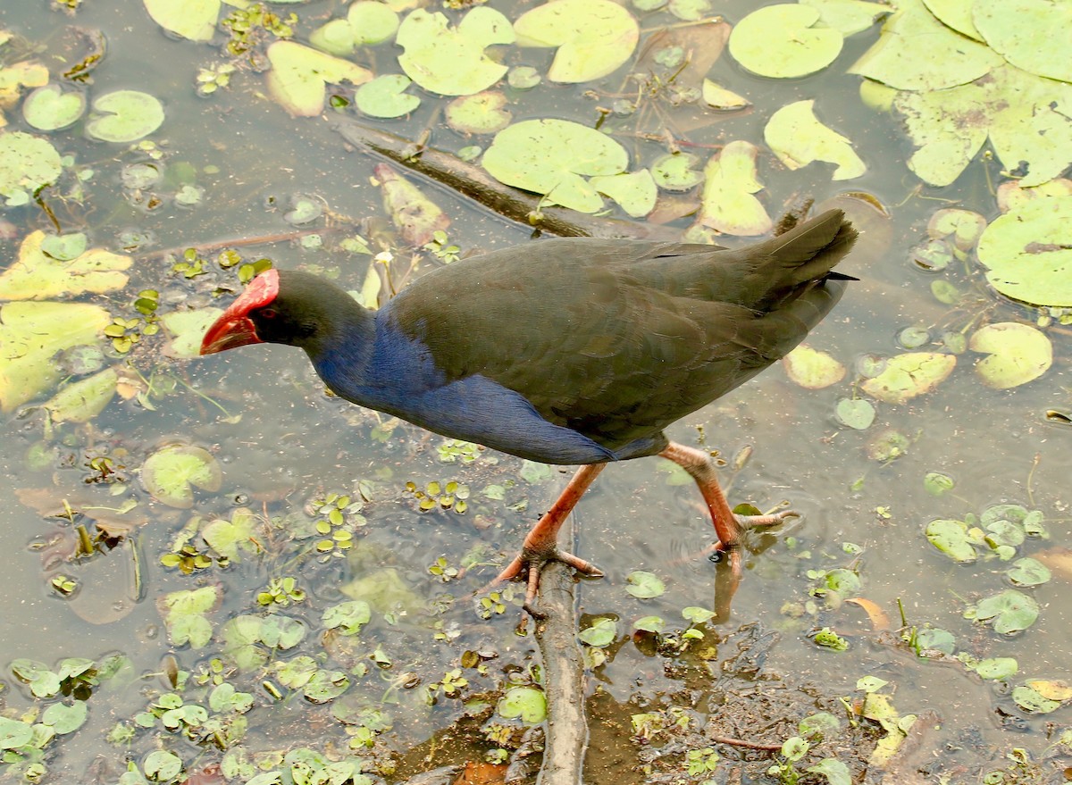 Australasian Swamphen - ML185680731