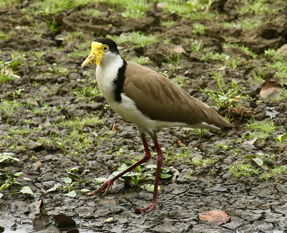 Masked Lapwing (Black-shouldered) - ML185680741