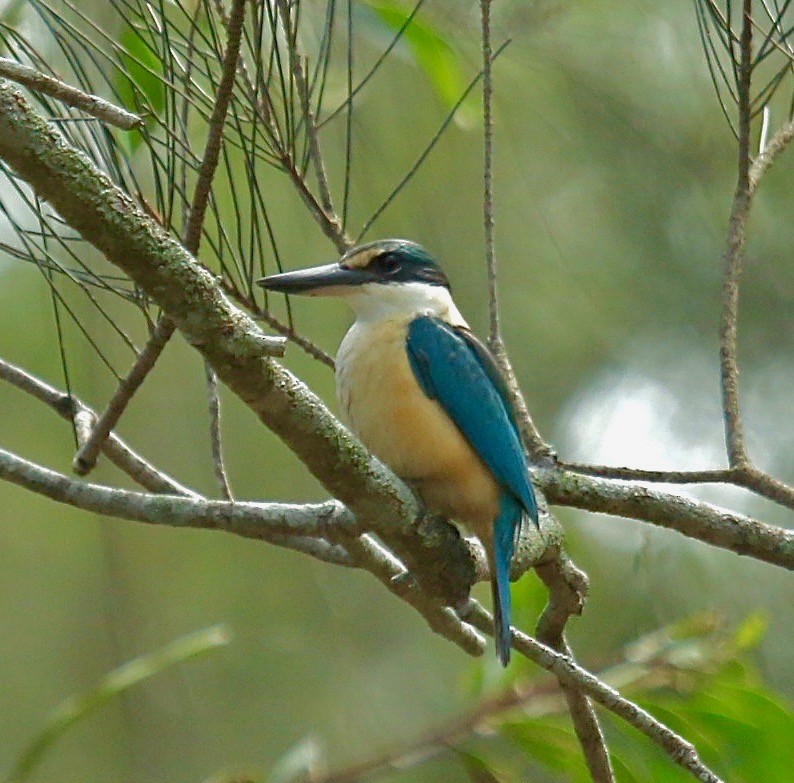 Sacred Kingfisher - Katherine Clark