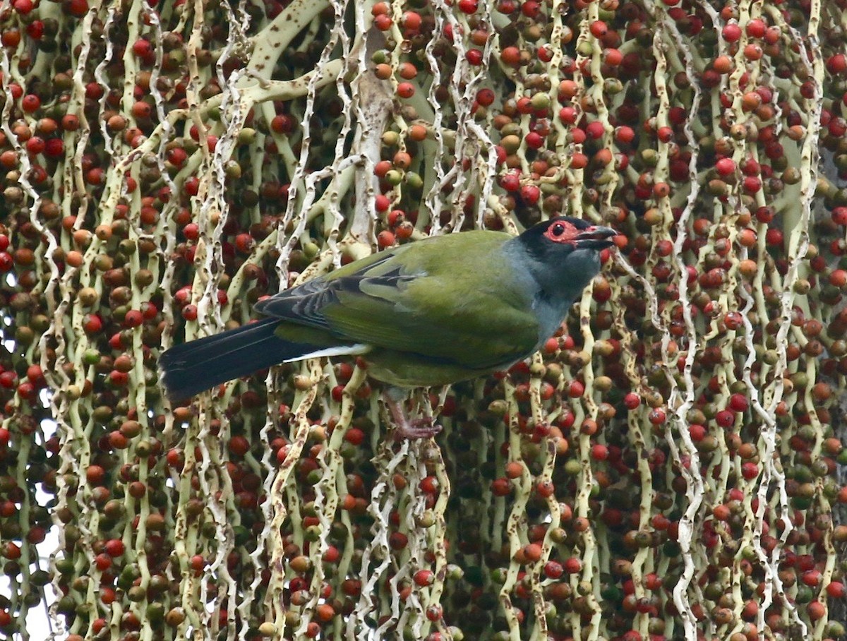 Australasian Figbird - ML185680791