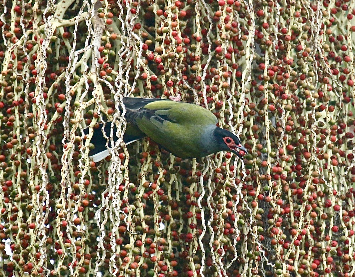 Australasian Figbird - ML185680801