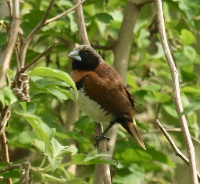 Chestnut-breasted Munia - ML185680891