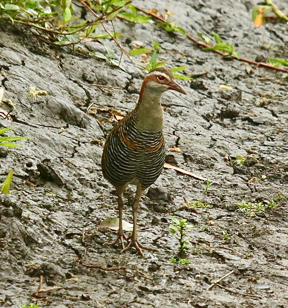 Buff-banded Rail - ML185680991