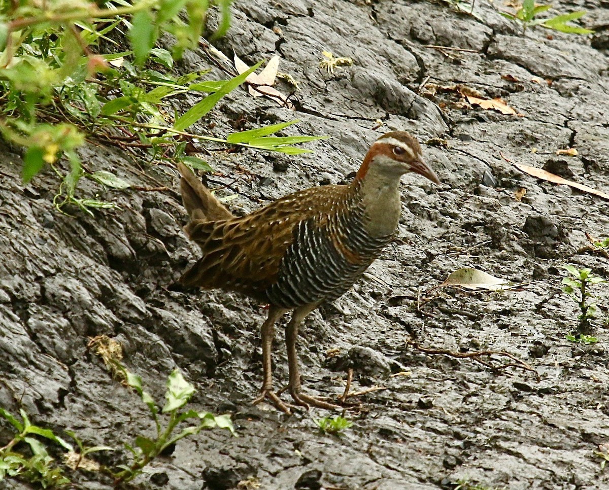 Buff-banded Rail - Katherine Clark