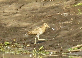 Latham's Snipe - ML185681111