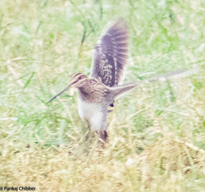 Common Snipe - Dr. Pankaj Chibber