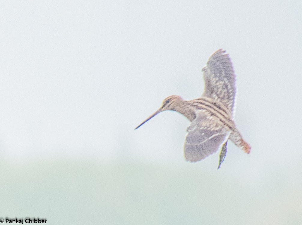 Common Snipe - ML185684191