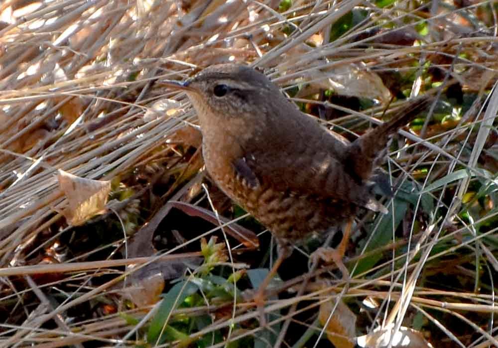 Winter Wren - ML185684941