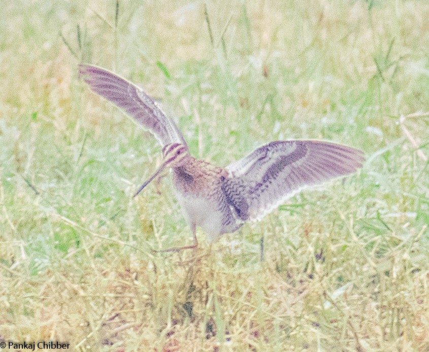 Common Snipe - Dr. Pankaj Chibber