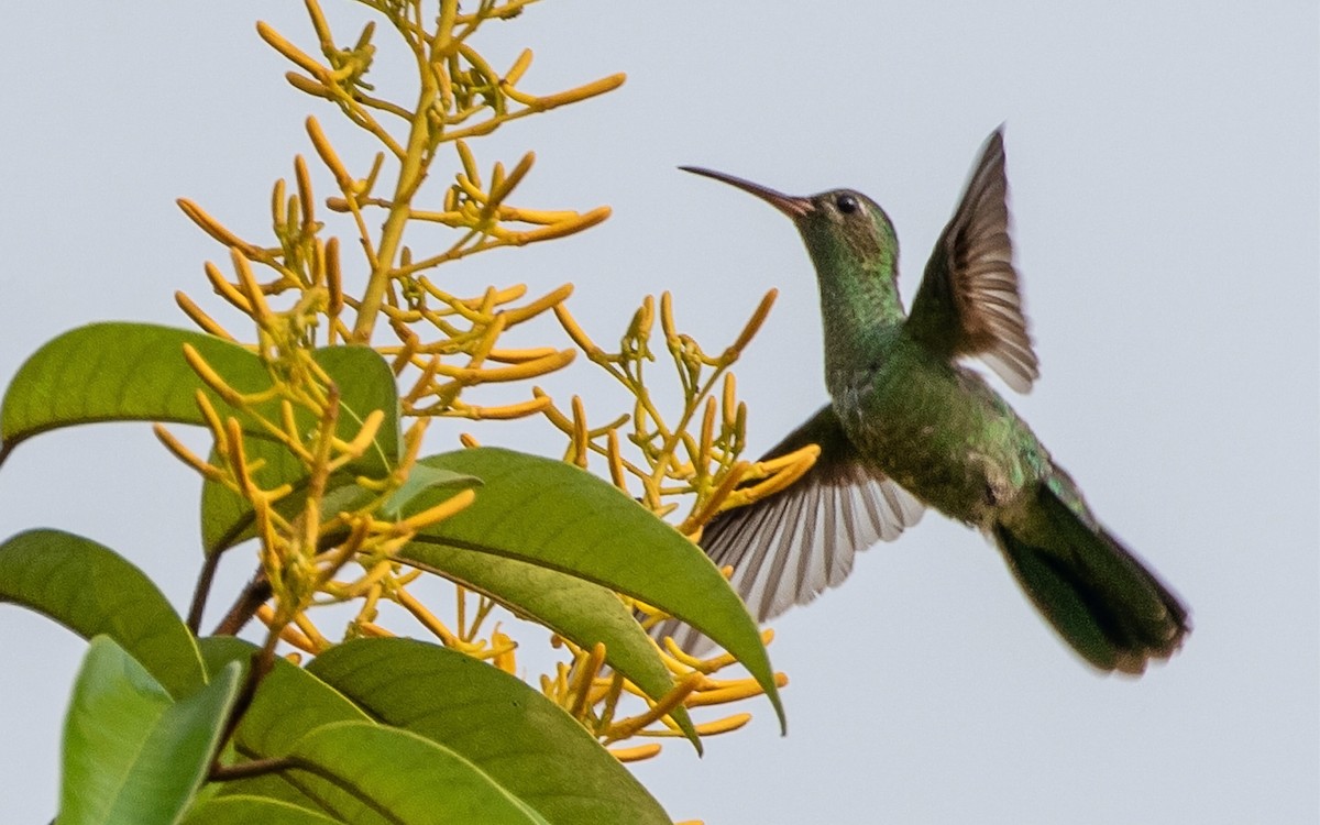 kolibřík zelenoocasý - ML185686661
