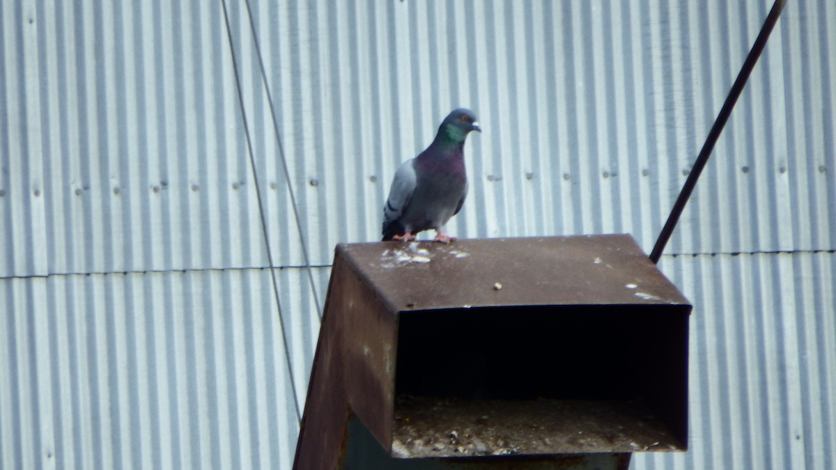 Rock Pigeon (Feral Pigeon) - Aaron Ludwig