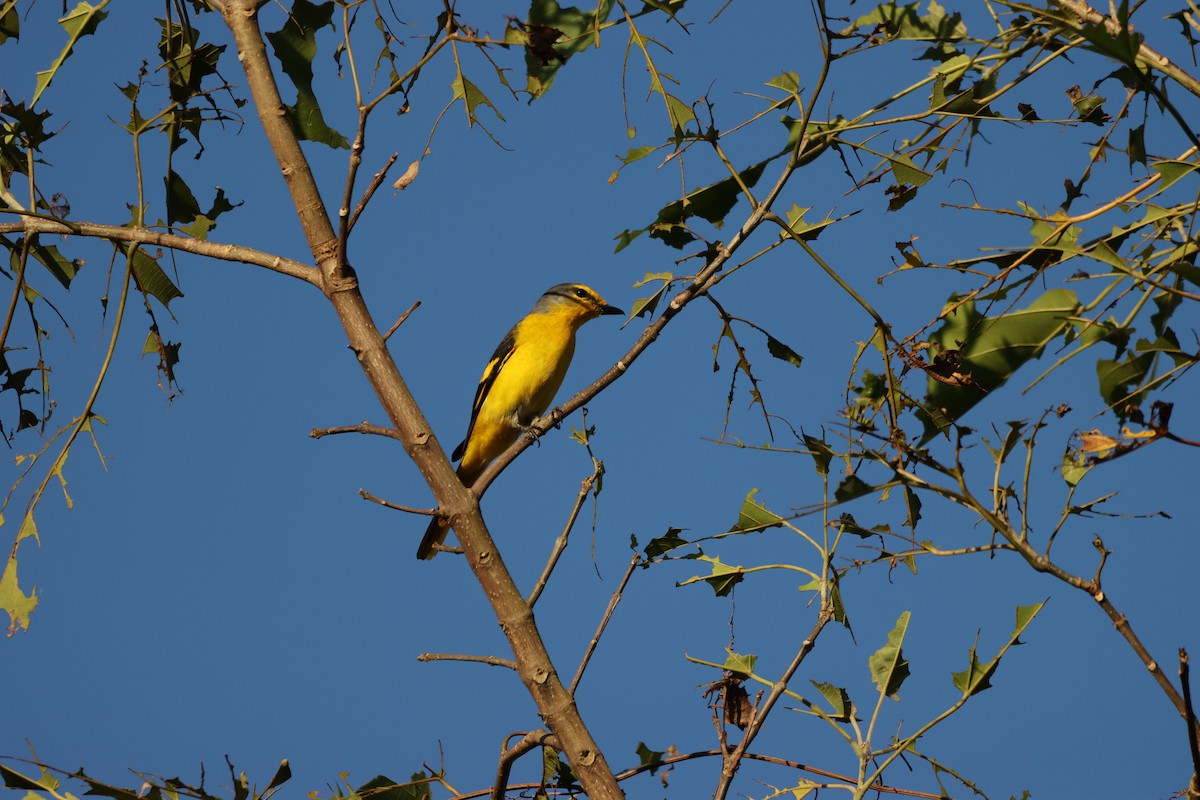 Scarlet Minivet - ML185687881