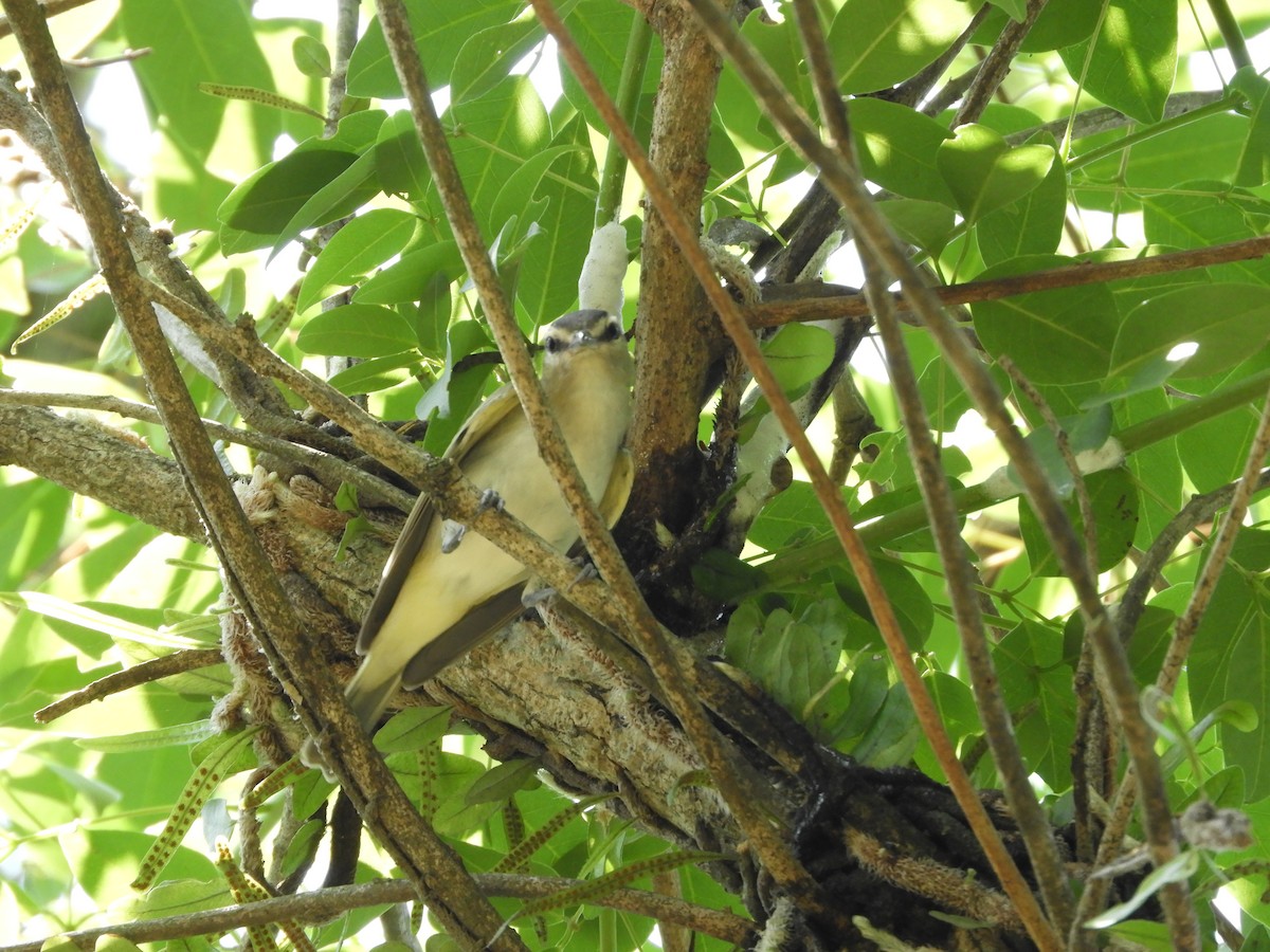 Vireo Chiví - ML185688021