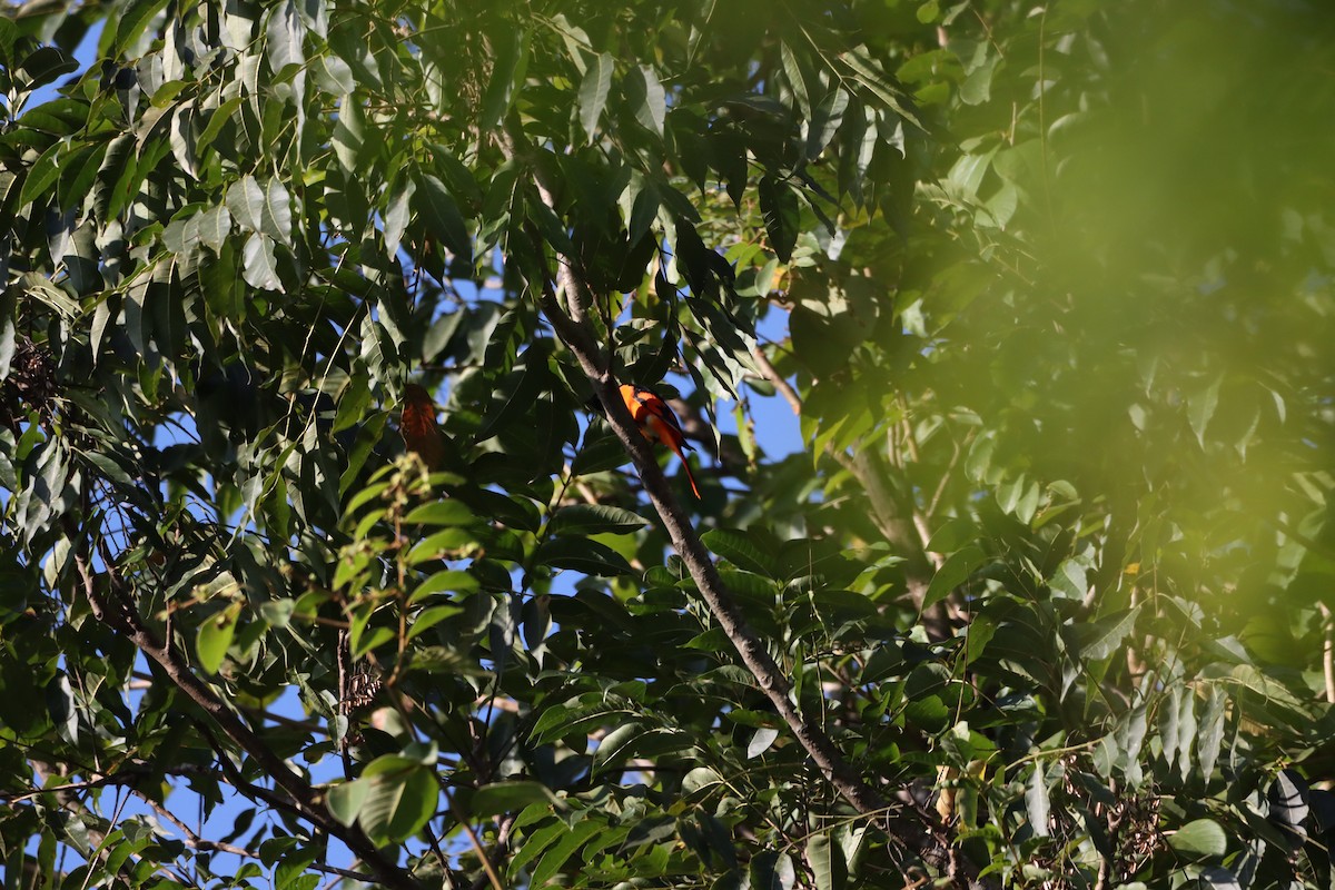 Scarlet Minivet - ML185688141