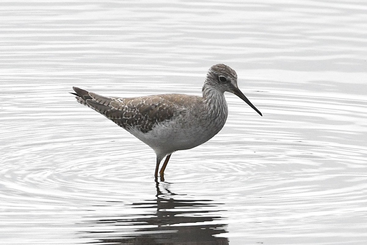 Lesser Yellowlegs - ML185688351