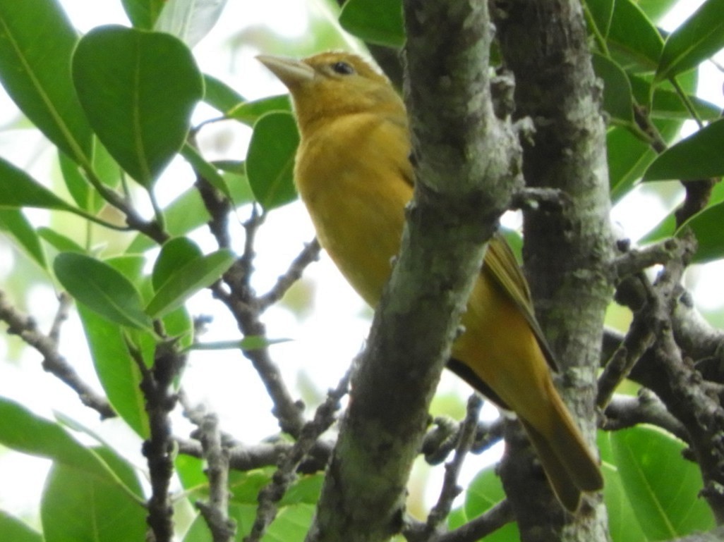 Summer Tanager - ML185688981