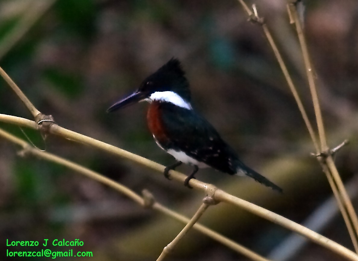 Green Kingfisher - ML185689551