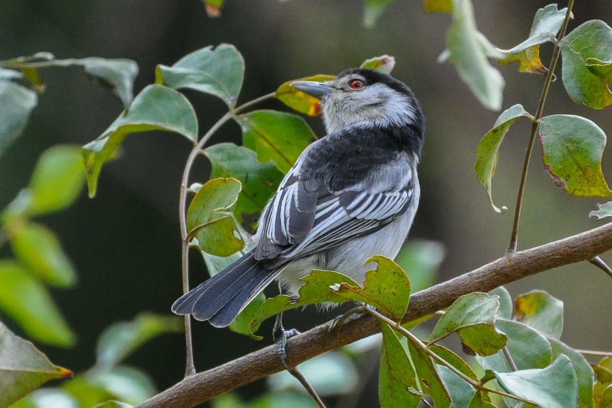 Black-backed Puffback - ML185689721