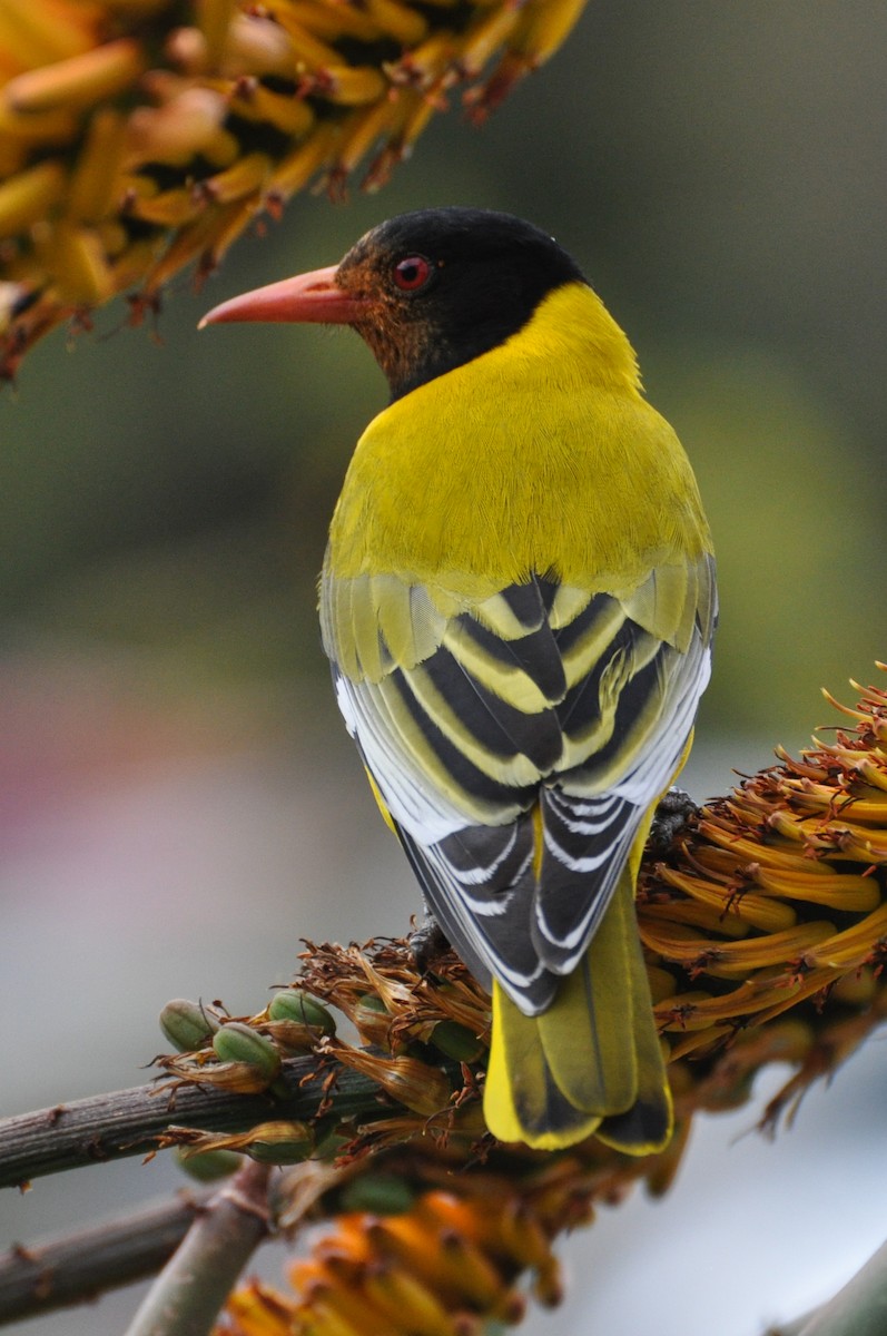 African Black-headed Oriole - ML185689751