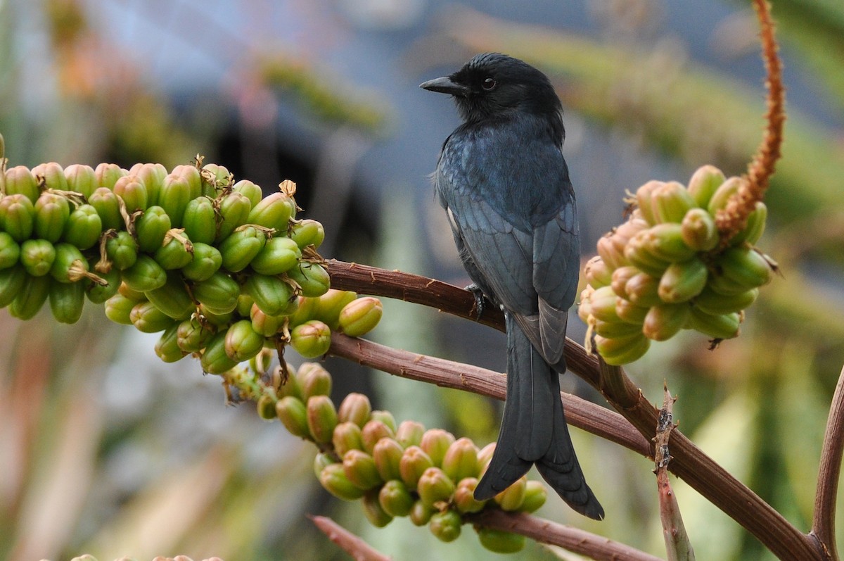 Fork-tailed Drongo - Maryse Neukomm