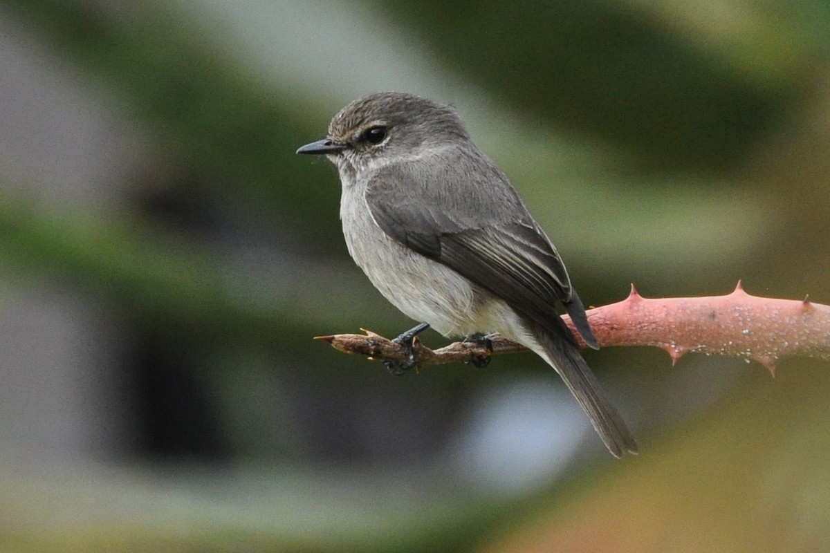 African Dusky Flycatcher - ML185689791