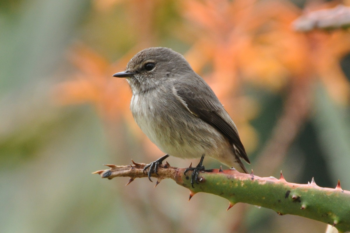 African Dusky Flycatcher - ML185689801