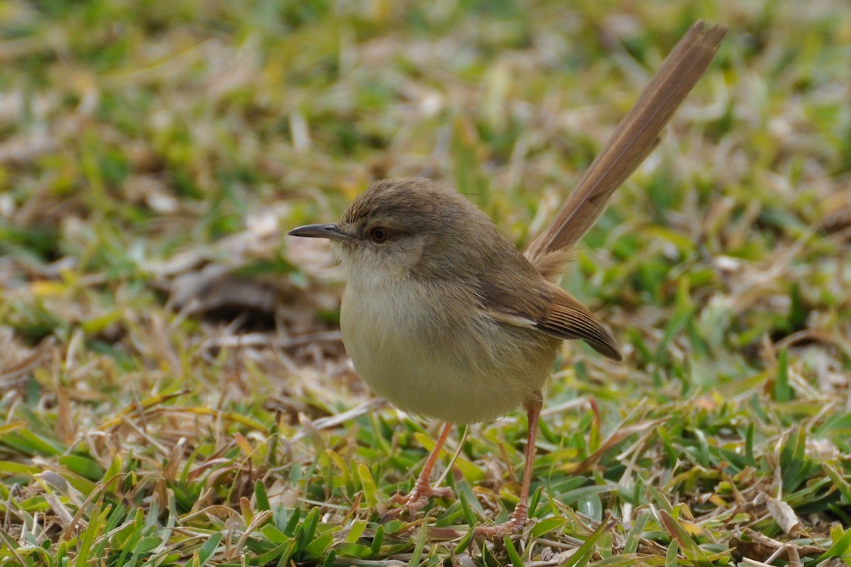 Tawny-flanked Prinia - Maryse Neukomm