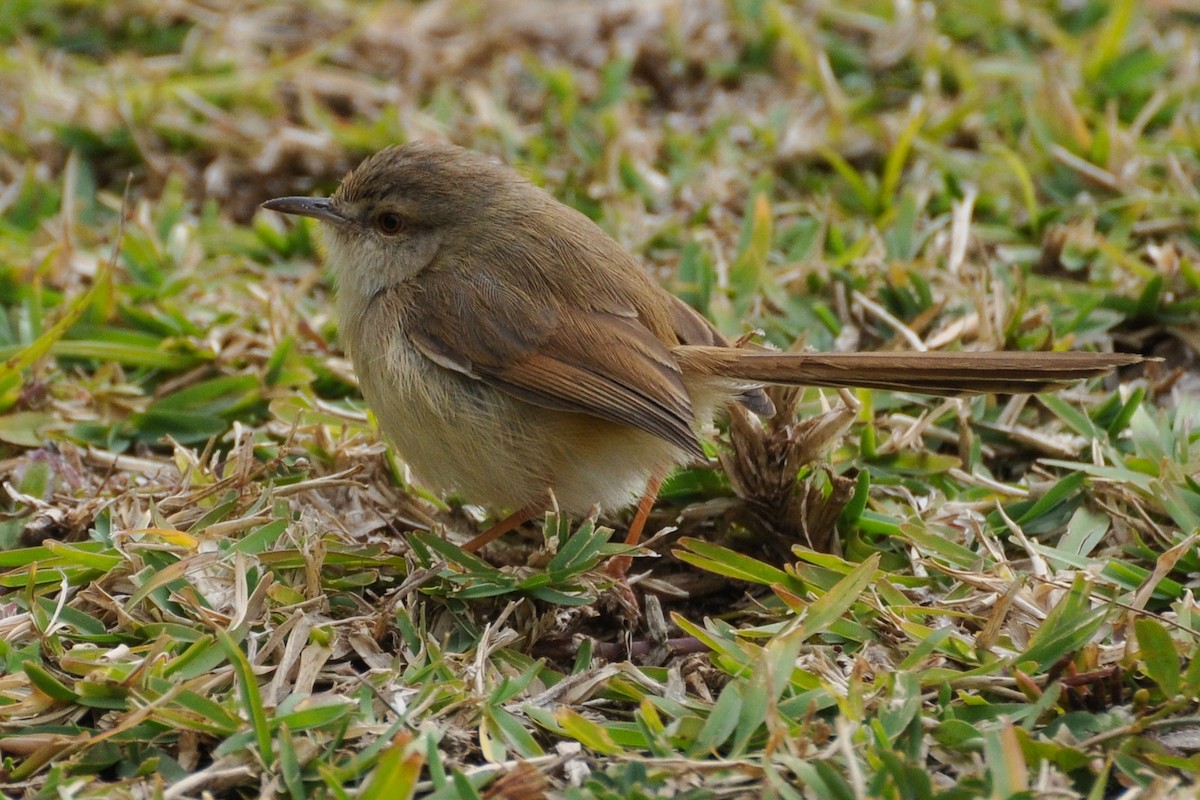 Tawny-flanked Prinia - Maryse Neukomm