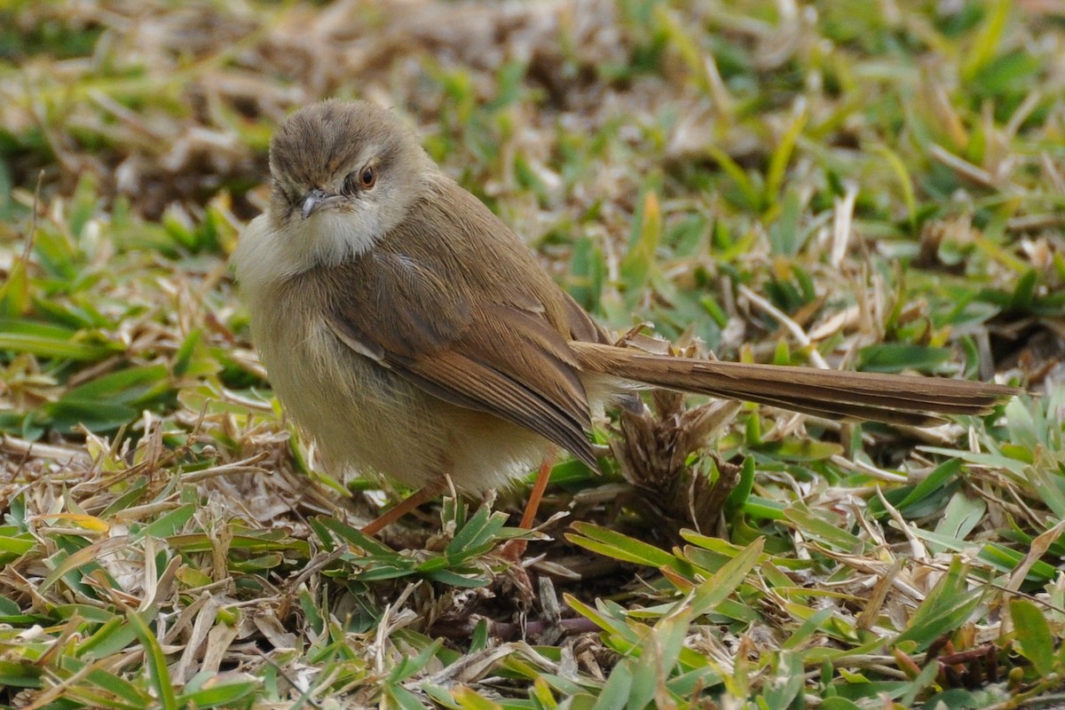 Tawny-flanked Prinia - Maryse Neukomm