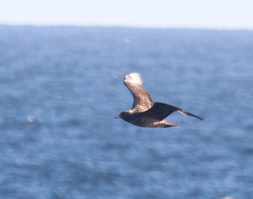 Great Skua - ML185689861