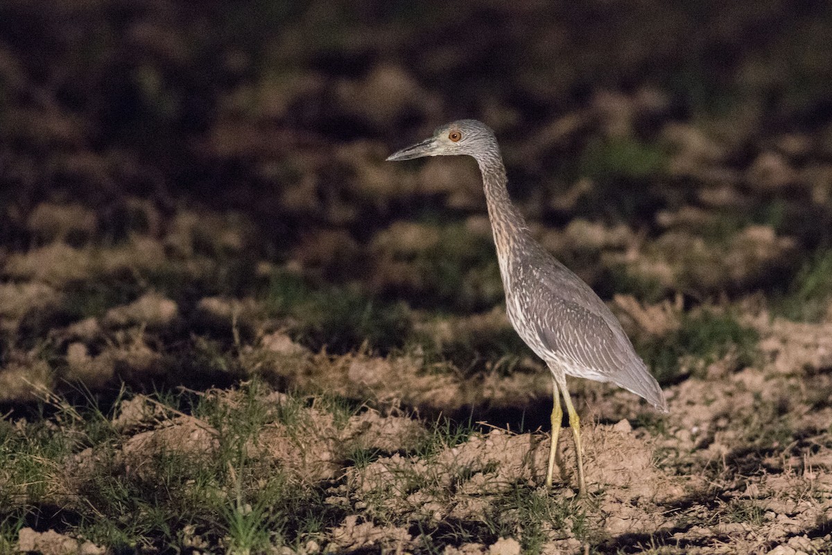 Yellow-crowned Night Heron - ML185689991