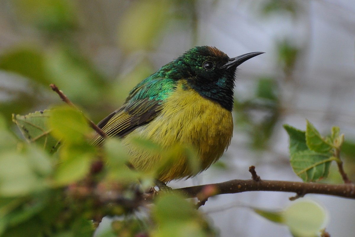 Collared Sunbird - ML185690351