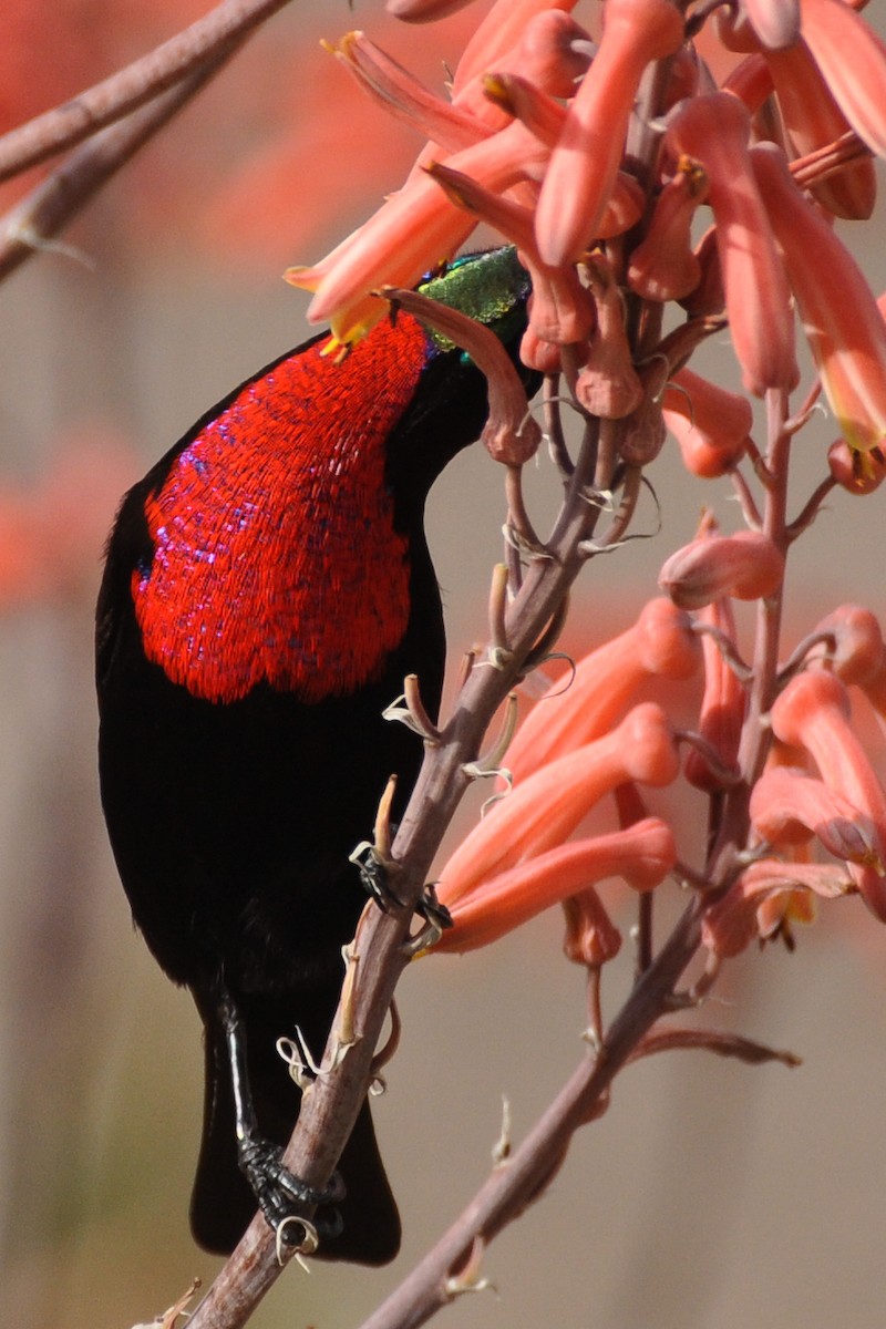 Scarlet-chested Sunbird - ML185690421